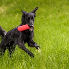 Dummy Training mit Hunden #2