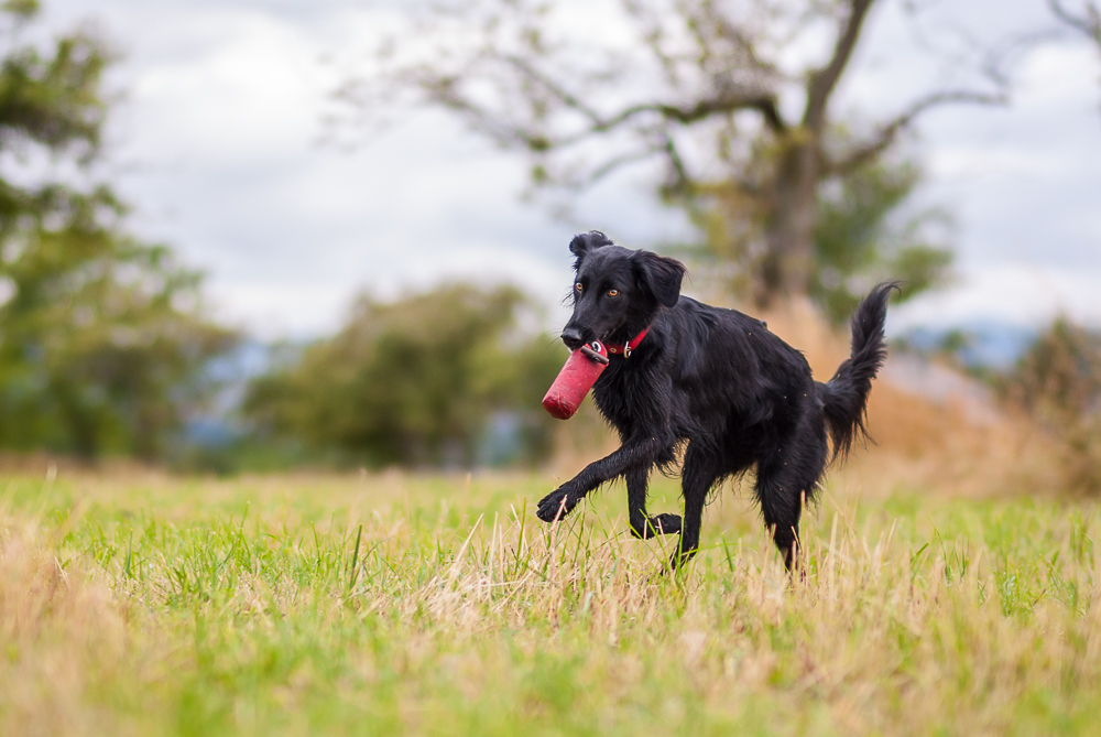 Dummy Training mit Hunden