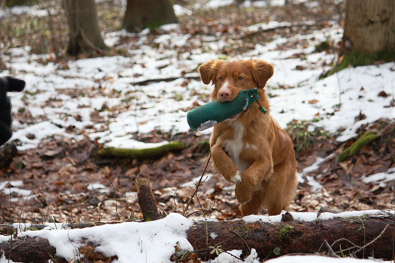 Dummy-Training mit Retriever