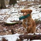 Dummy-Training mit Retriever