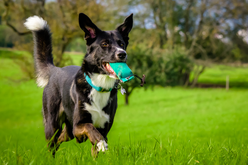 Dummytraining mit Hunden #4