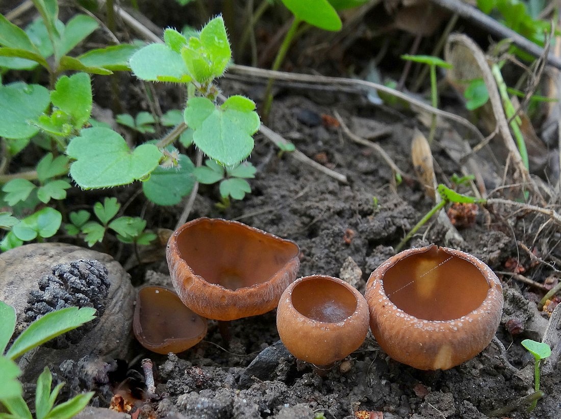 Dumontinia tuberosa