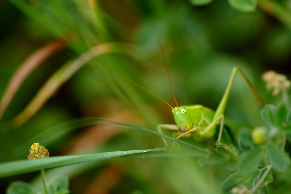 d'un oeil curieux 