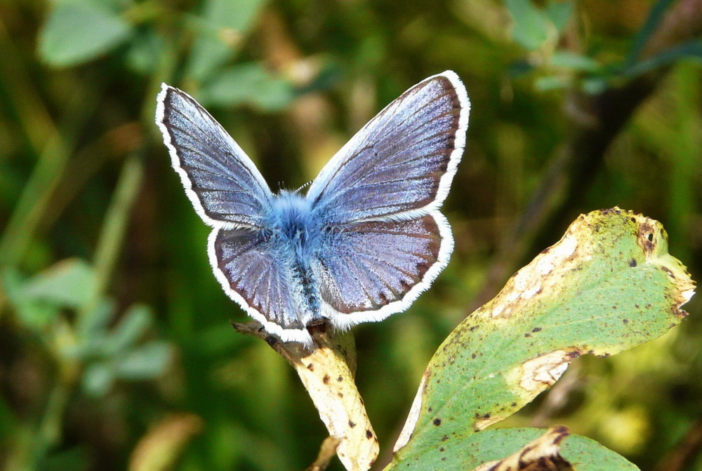 d'un turquoise éclatant.