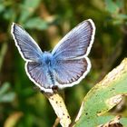 d'un turquoise éclatant.