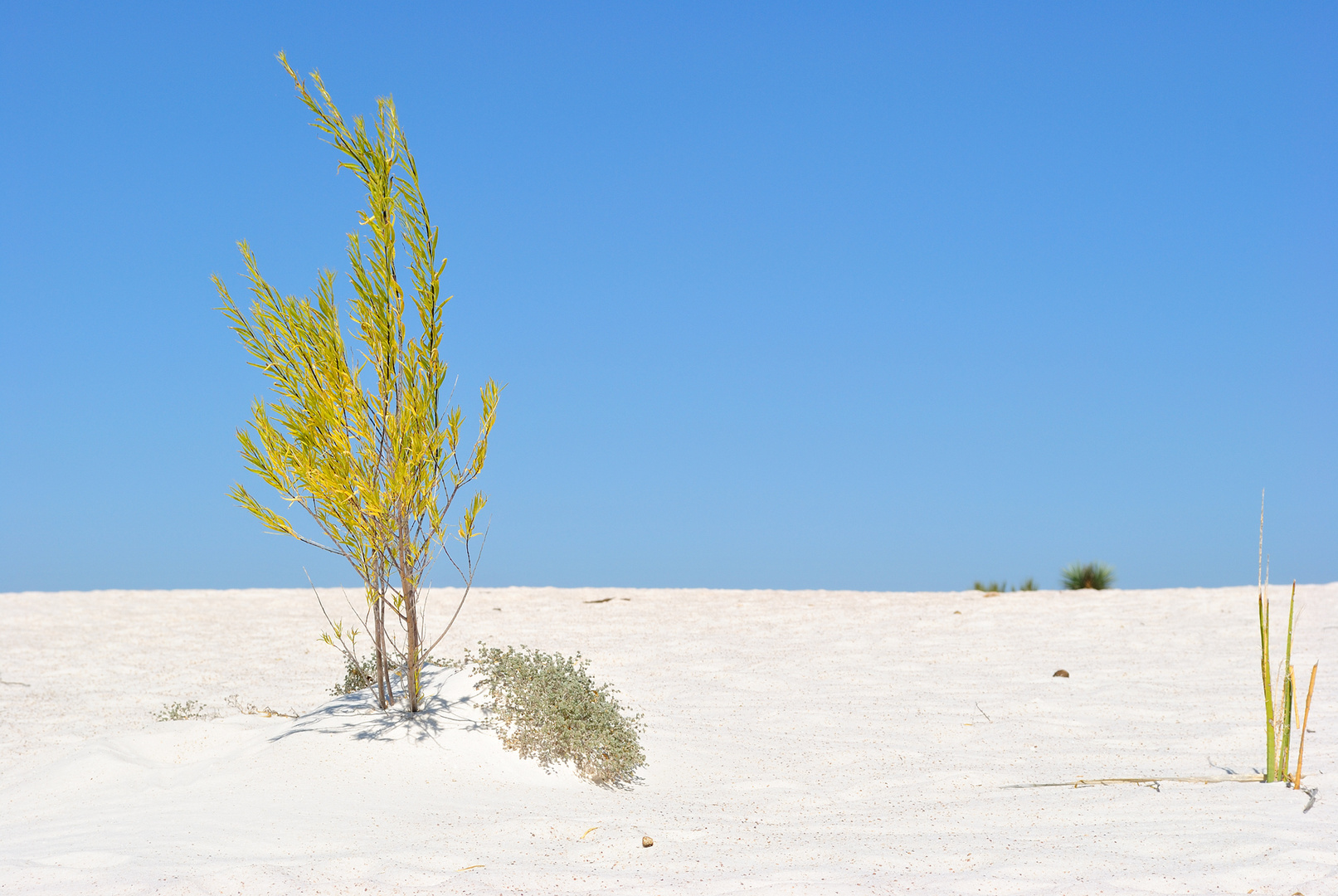 Dunas, Cuatro Cienegas