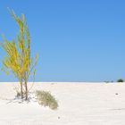 Dunas, Cuatro Cienegas