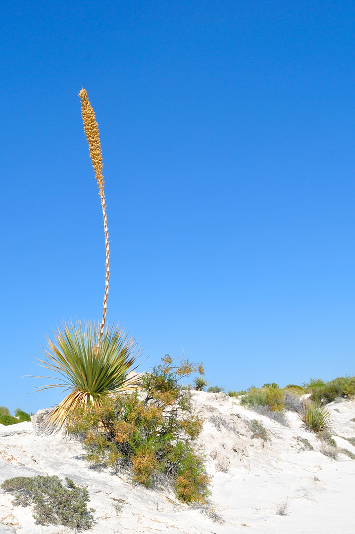 Dunas, Cuetro Cienegas, Mexico