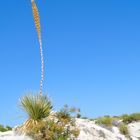 Dunas, Cuetro Cienegas, Mexico