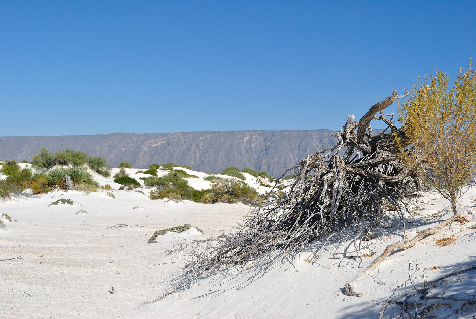 Dunas de Cal, Cuatro Cienegas