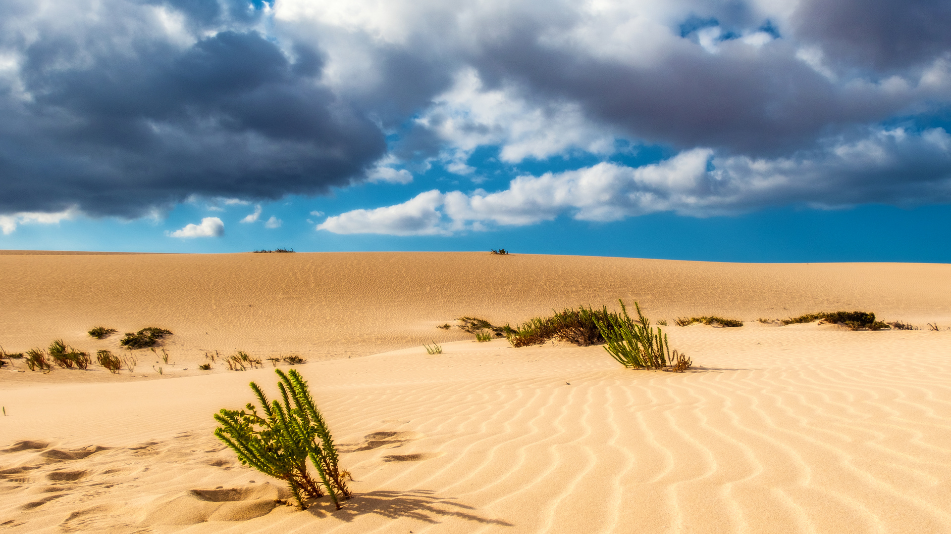 Dunas de Corralejo