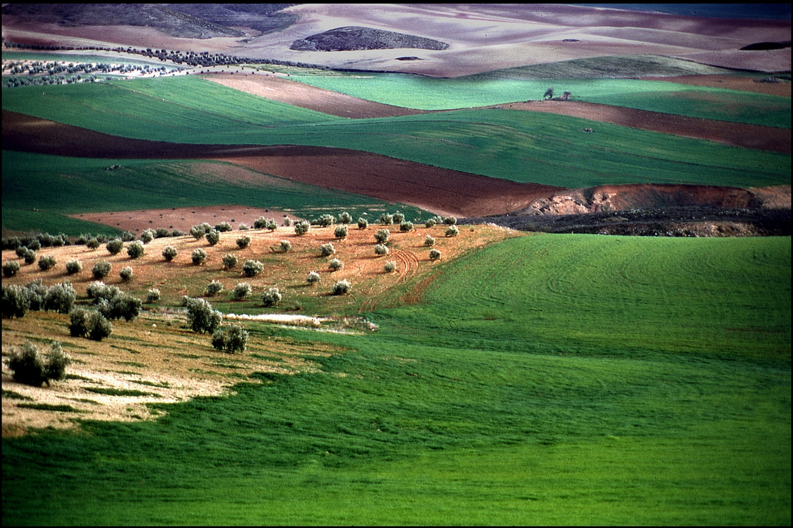 Dunas de olivares