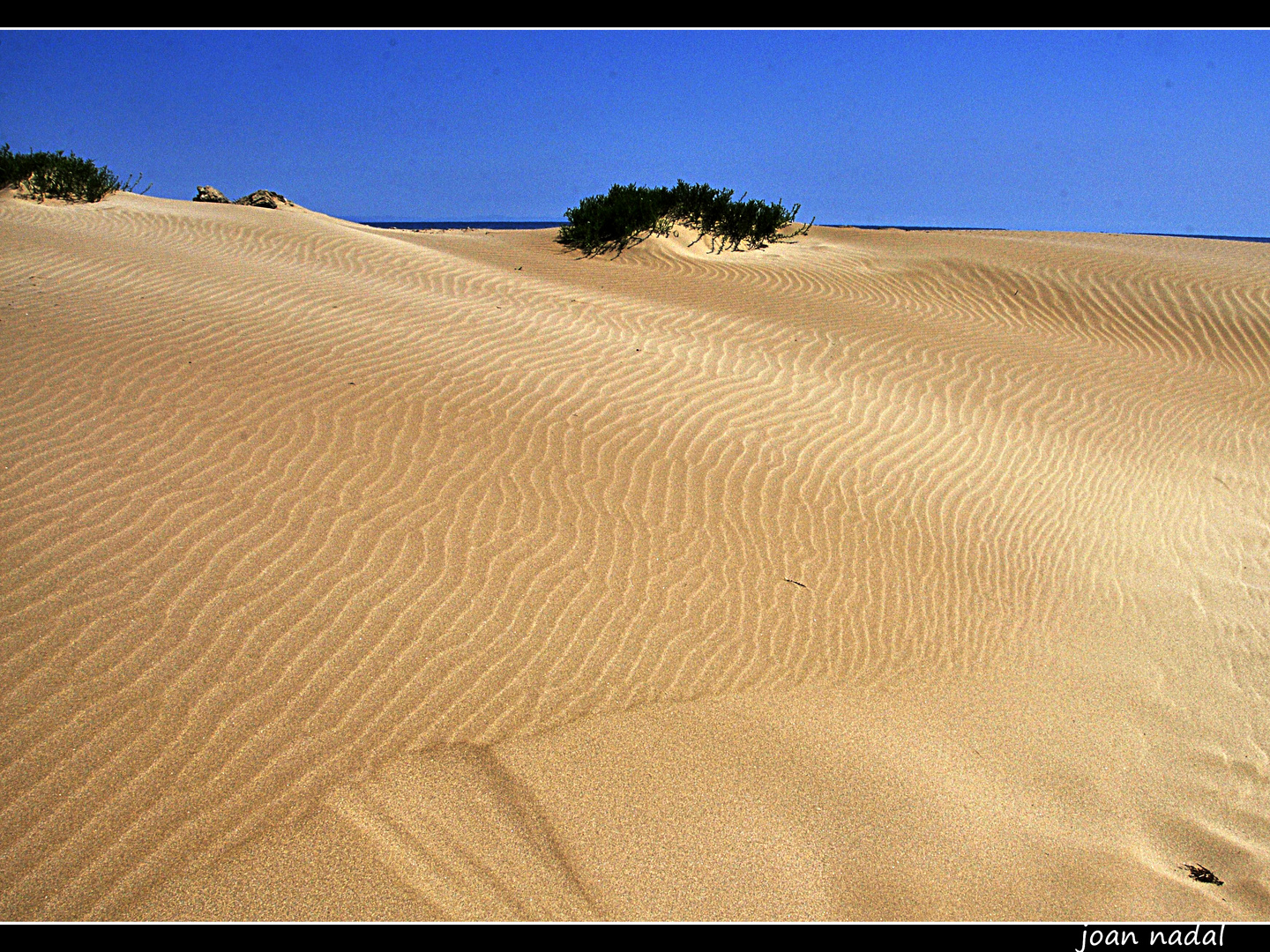 dunas en el delta de l´Ebre