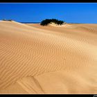 dunas en el delta de l´Ebre