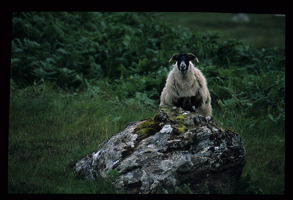 Duncan McSheep of the clan of Duncan McSheep