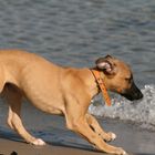 Duncan's erster Strandausflug - von Wien ans Brodtner Ufer/Travemünder Strand