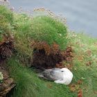 Duncansby Head Eissturmvogel 