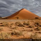 Dune 40. Tsauchab Valley, Namibia