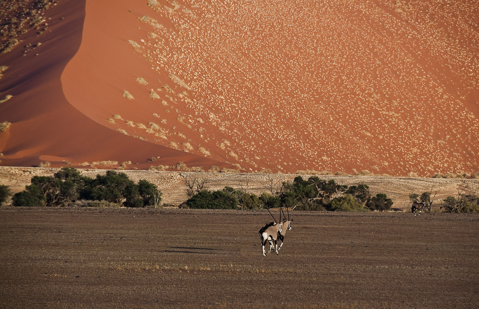 Dune