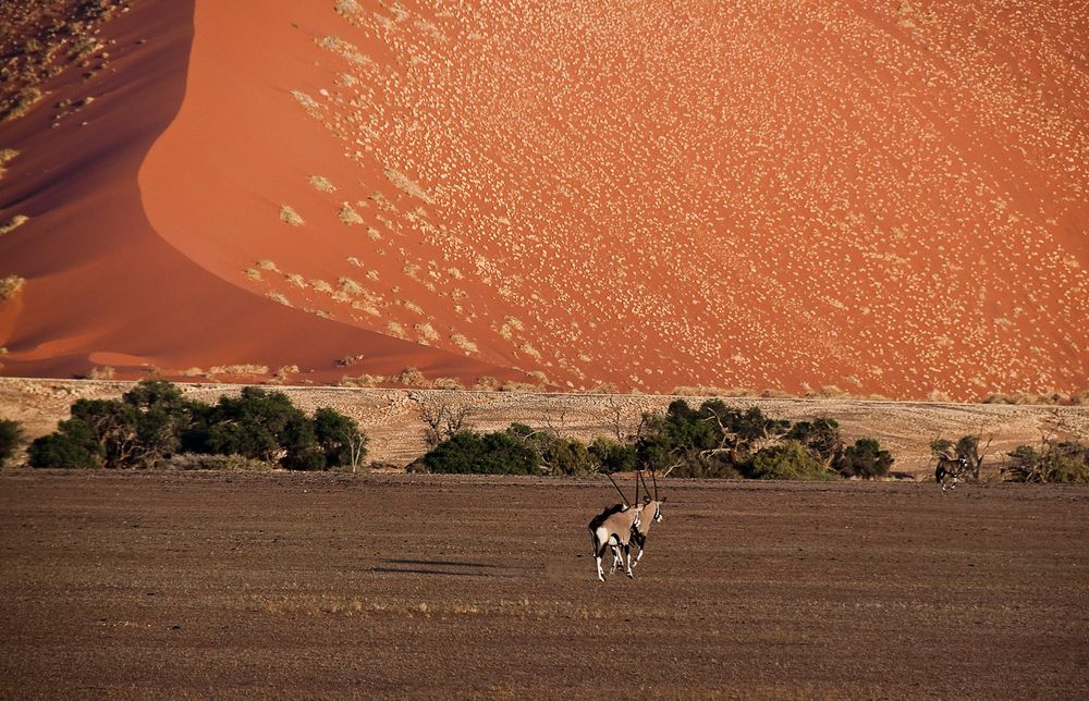 Dune von Anja Nier 