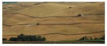 Dune di MASSIMILIANO GAMBACCIANI