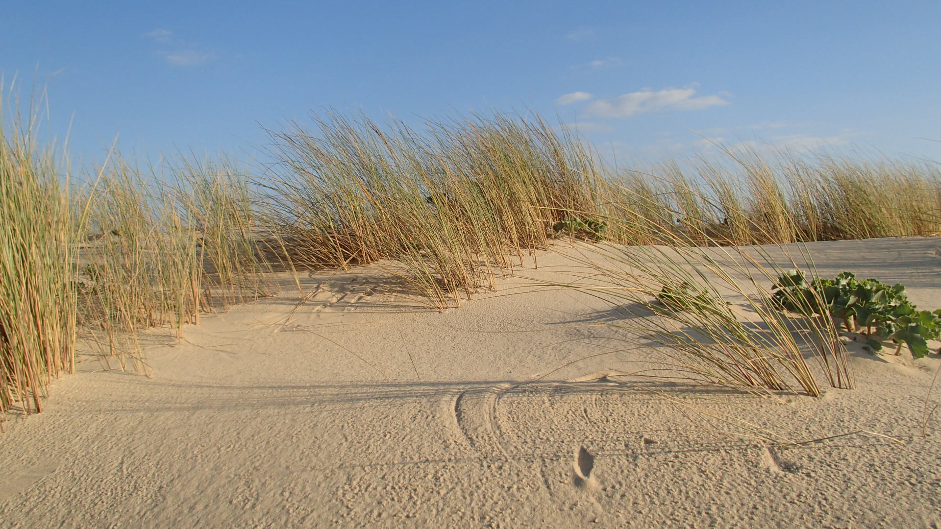 Dune à Lacanau