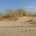 Dune à Lacanau