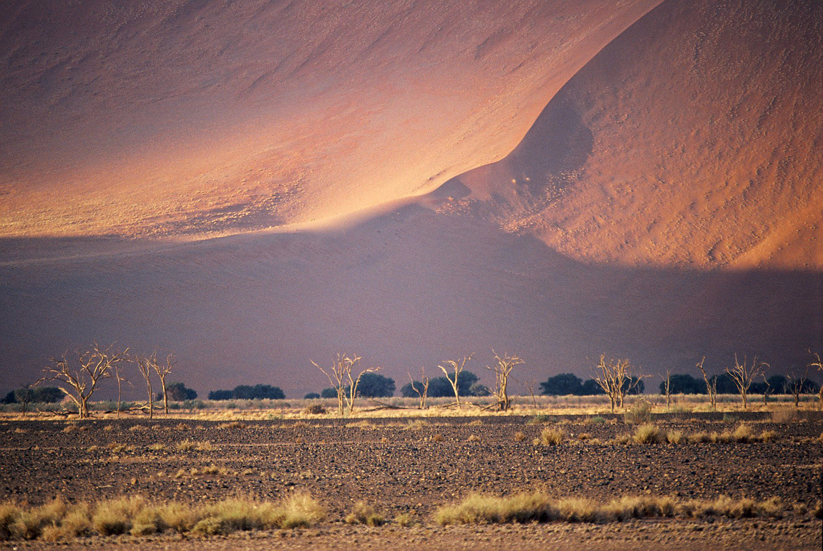 dune colours