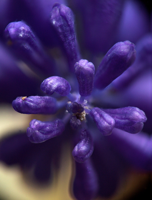 D'une couleur bleu