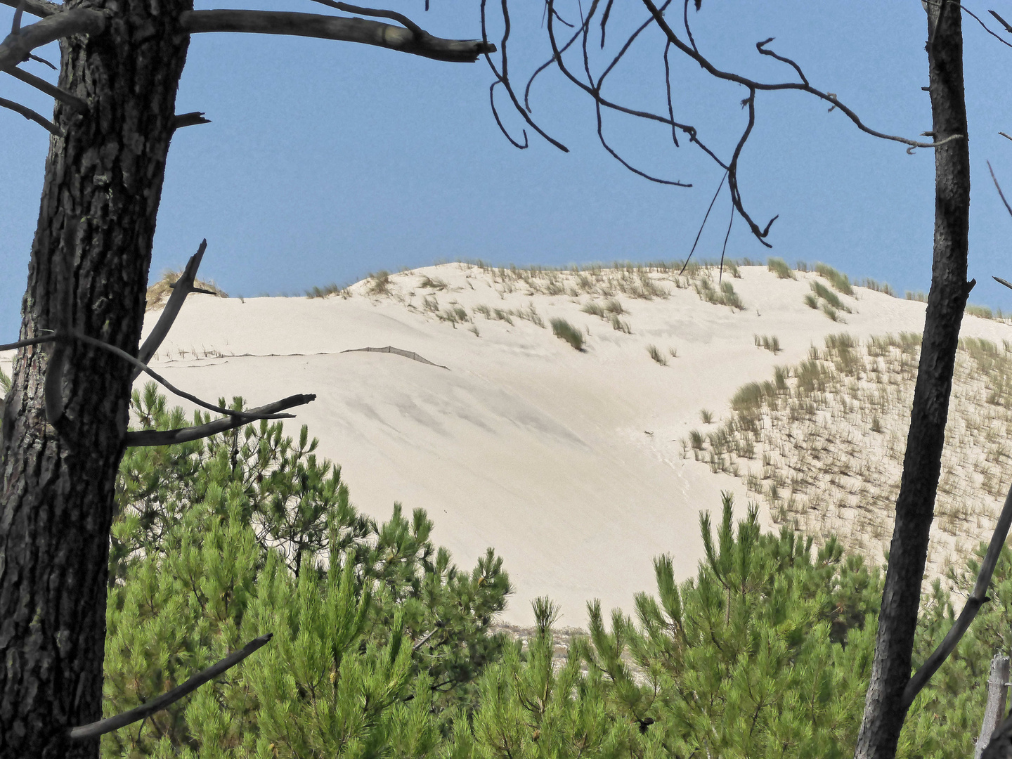 Dune d'Aquitaine