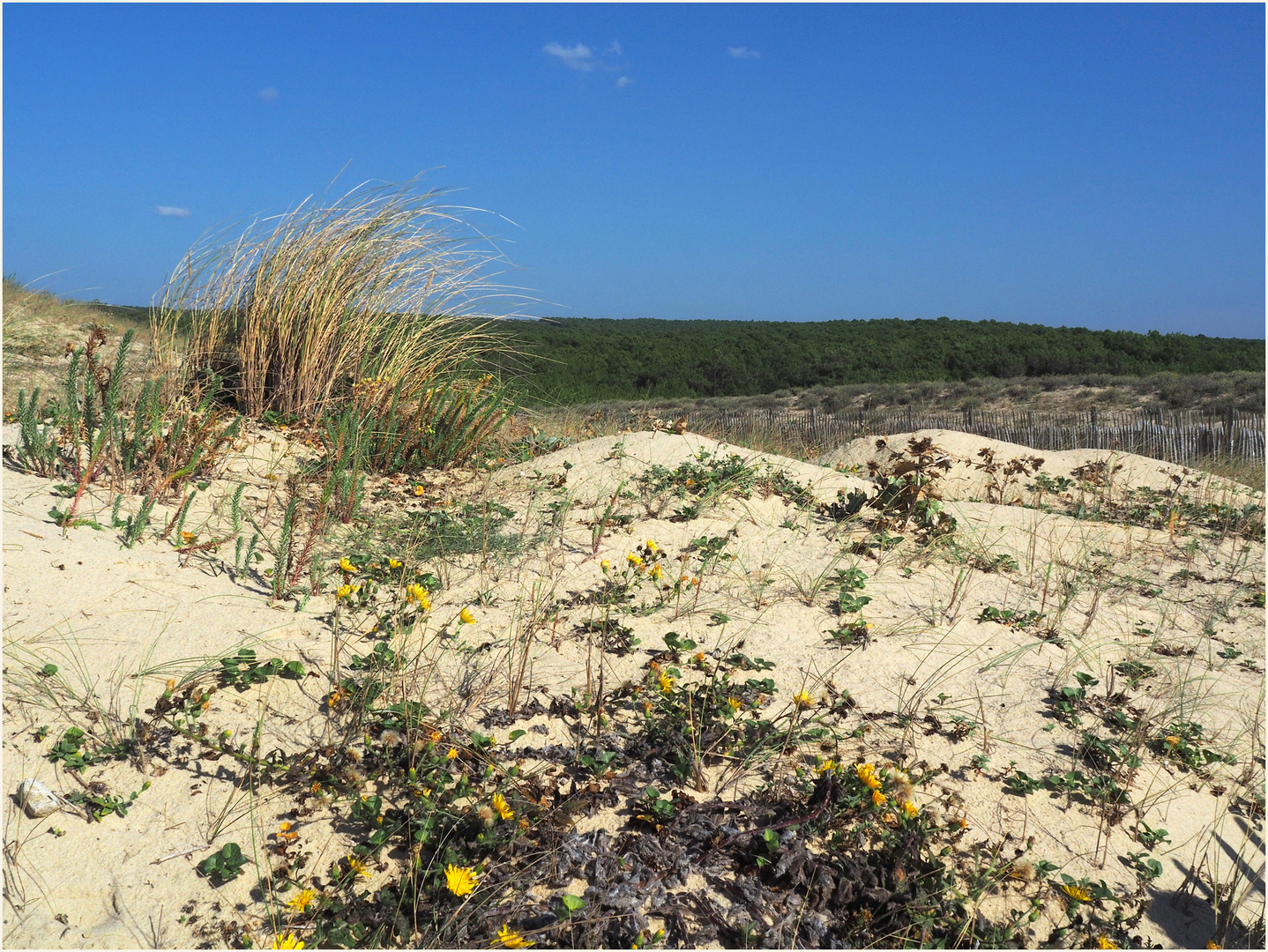 Dune de la côte landaise