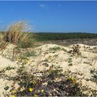 Dune de la côte landaise