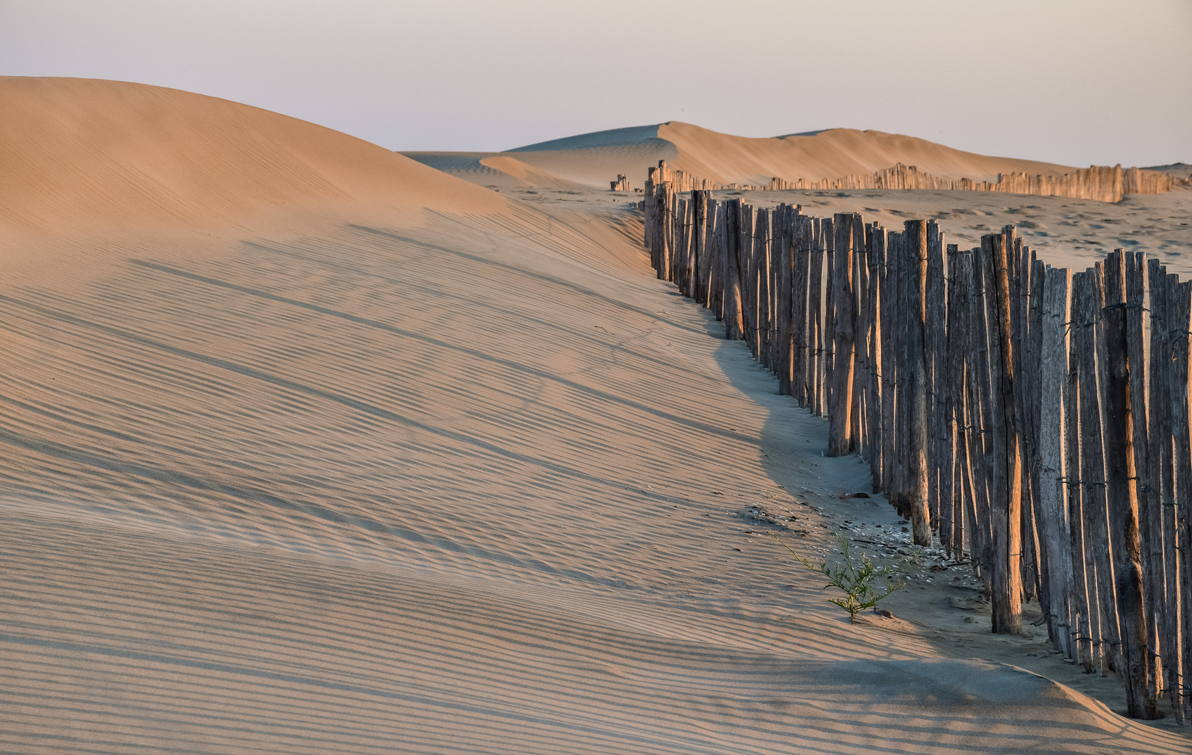 Dune de L'espiguette