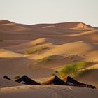 DUNE DESSERT TENTS