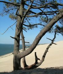 Dune du Pyla