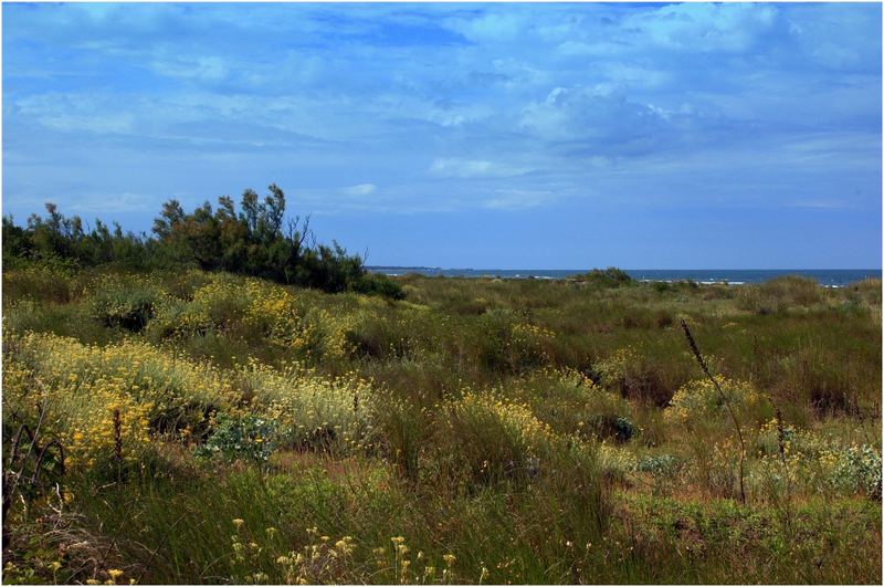 dune fiorite