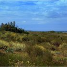 dune fiorite