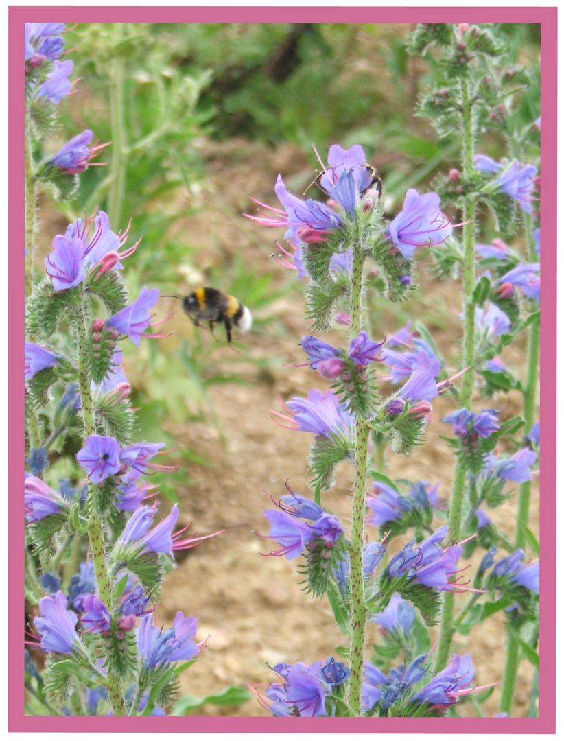 D'une fleur à l'autre