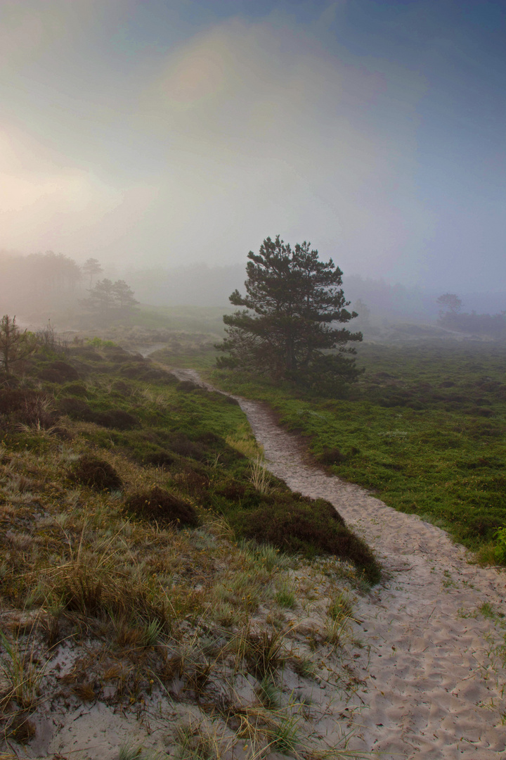 dune in the morning