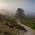 dune in the morning