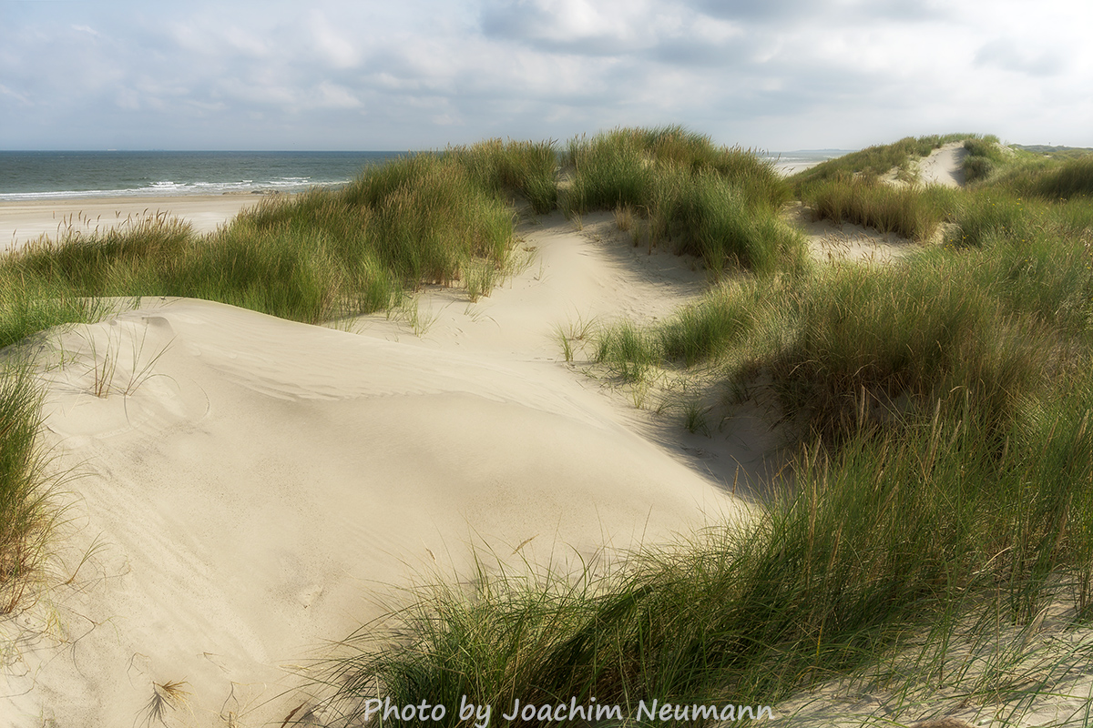 Dune Landscape