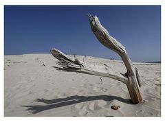 Dune mosse