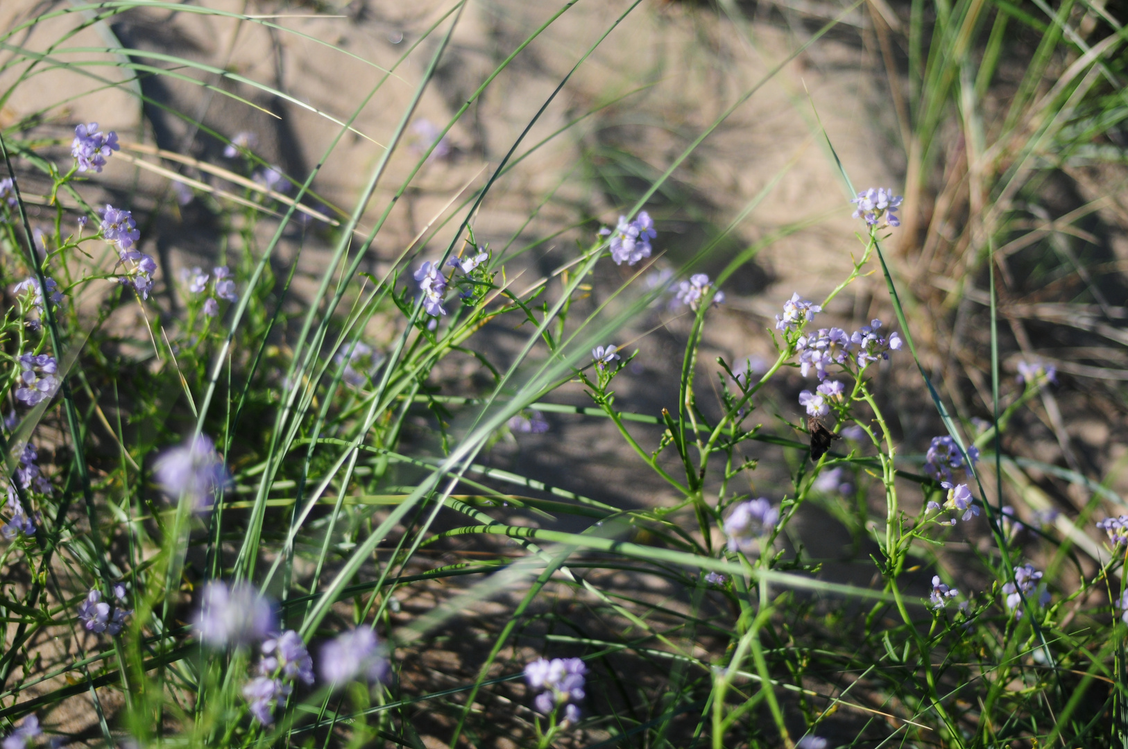 dune plant in sweden - Dünen Pflanze in Schweden