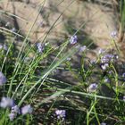 dune plant in sweden - Dünen Pflanze in Schweden