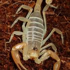 Dune Scorpion,, Smeringus mesaensis