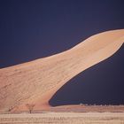 Dune Tongue