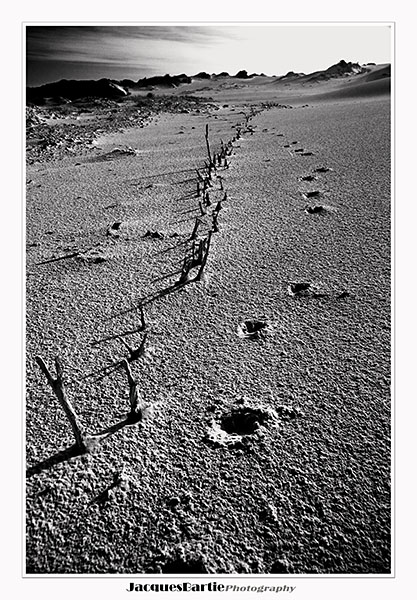 Dune Tracks