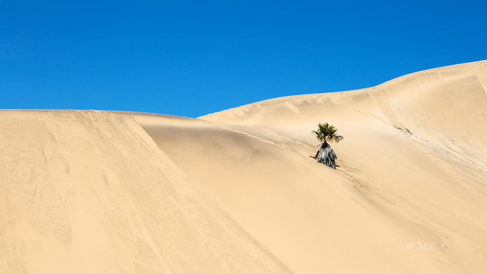 Dune with palm tree