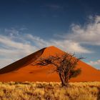 Dune with Tree