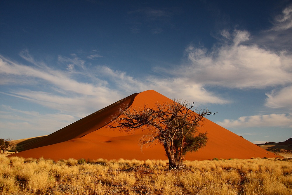 Dune with Tree